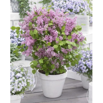 Meijera ceriņš ‘Flowerfesta Pink’® – P9 kont. (iepriekšpārdošana)