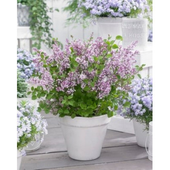 Meijera ceriņš ‘Flowerfesta Purple’® – P9 kont. (iepriekšpārdošana)
