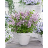 Meijera ceriņš ‘Flowerfesta Purple’® – P9 kont. (iepriekšpārdošana)