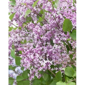 Syringa meyeri 'Anny200809' (Flowerfesta® Purple) — šķirnes foto
