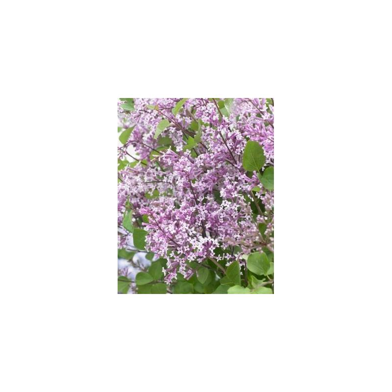 Syringa meyeri 'Anny200809' (Flowerfesta® Purple) — šķirnes foto