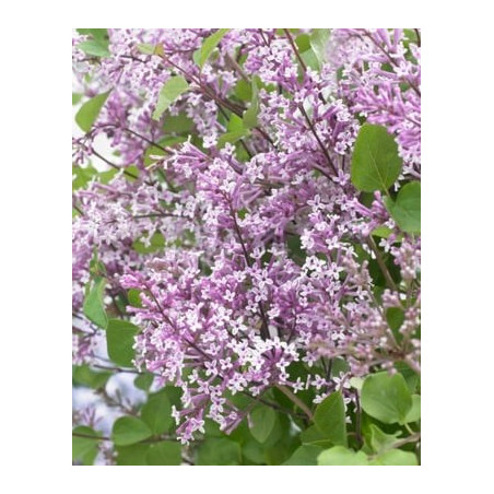 Syringa meyeri 'Anny200809' (Flowerfesta® Purple) — šķirnes foto