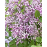 Syringa meyeri 'Anny200809' (Flowerfesta® Purple) — šķirnes foto