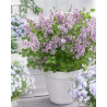 Meijera ceriņš ‘Flowerfesta Purple’® – P9 kont. (iepriekšpārdošana)
