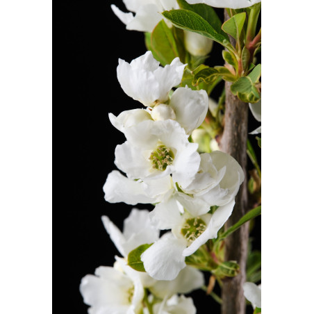 Eksokorda Magical Springtime — šķirnes ziedi