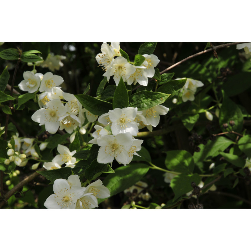 Lemuāna filadelfs — Philadelphus lemoinei, ziedi