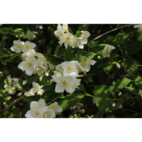 Lemuāna filadelfs — Philadelphus lemoinei, ziedi