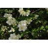 Lemuāna filadelfs — Philadelphus lemoinei, ziedi