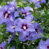 Sīrijas hibisks ‘Marina’ – P9 kont. (iepriekšpārdošana)