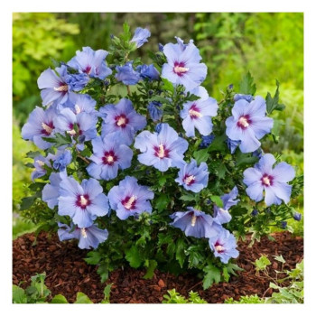 Sīrijas hibisks ‘Marina’ – P9 kont. (iepriekšpārdošana)