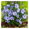 Sīrijas hibisks ‘Marina’ – P9 kont. (iepriekšpārdošana)