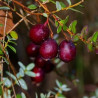 Dzērvene, lielogu ‘Early Black’ /Vaccinium macrocarpon/ – P9 kont. (iepriekšpārdošana)