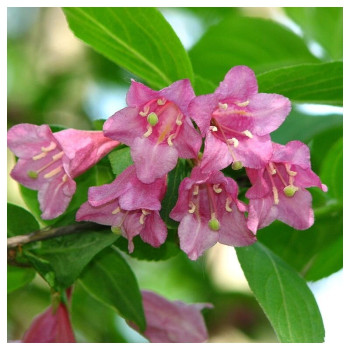 Agrā veigela ‘Bouquet Rose’ – P9 kont. (iepriekšpārdošana)