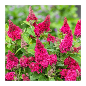Dāvida budleja Butterfly Candy® Little Ruby – P9 kont. (iepriekšpārdošana)