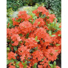 Japānas acālija ‘Geisha Orange’ – P9.5 kont. (iepriekšpārdošana)