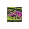 Japānas acālija ‘Geisha Purple’ – P9.5 kont. (iepriekšpārdošana)