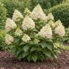 Skarainā hortenzija Gardenlights® ‘Littlelight’ — MI veidota ilustrācija, kopskats