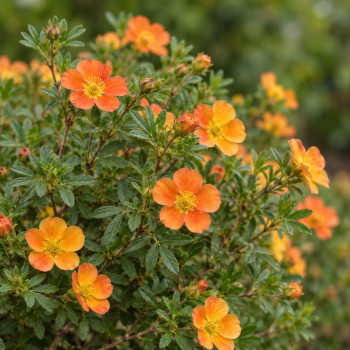 Parastā klinšrozīte ‘Bella Sol’® — MI veidota ilustrācija, tuvplāns