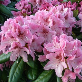 Rododendrs...