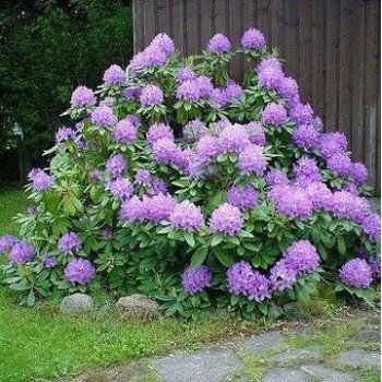 Rododendrs ,,Catawbiense...