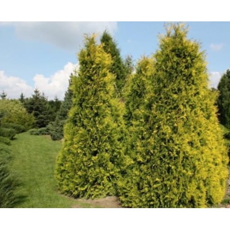 Rietumu tūja ,,Golden Brabant,,- 80-90cm.