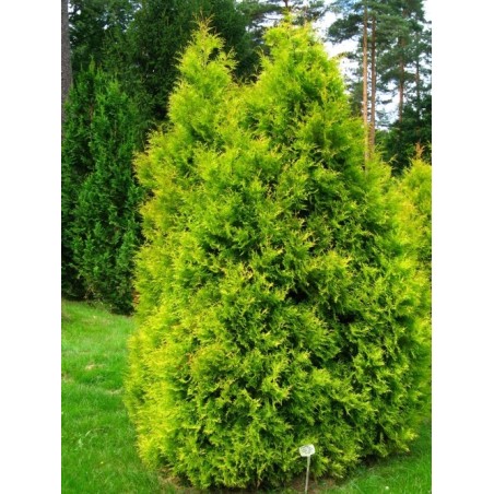 Milzu tūja “Kornik” - 50cm.