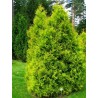 Milzu tūja “Kornik”/Thuja plicata/ - 70cm.