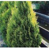 Milzu tūja “Kornik”/Thuja plicata/ - 70cm.