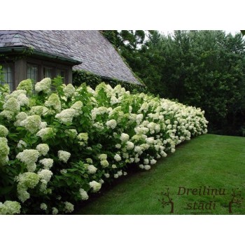 Skarainā hortenzija ,,Limelight,, /Hydrangea paniculata/ - C3 kont.