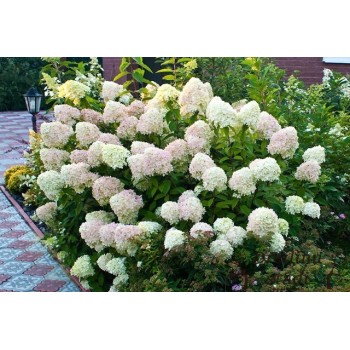 Skarainā hortenzija ,,Limelight,, /Hydrangea paniculata/ - C3 kont.