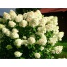 Skarainā hortenzija ,,Limelight,, /Hydrangea paniculata/ - C3 kont.