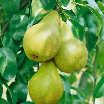 Rudens bumbiere ,,Karola,,-...