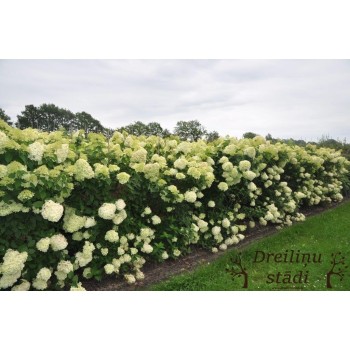 Skarainā hortenzija ,,Limelight,, /Hydrangea paniculata/ - C3 kont.