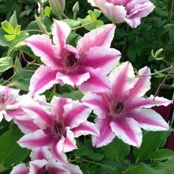 Klematis ,,Carnaby,,...