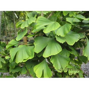 Ginka koks. Divdaivu ginks-...
