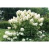 Skarainā hortenzija ,,Phantom,, /hydrangea paniculata/ - C3 kont.