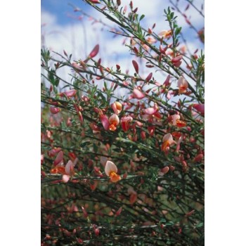 Citīzs 'Zeelandia'/Chamaecytisus praecox/ - C1,5 kont.