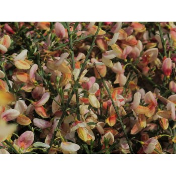 Citīzs 'Zeelandia'/Chamaecytisus praecox/ - C1,5 kont.