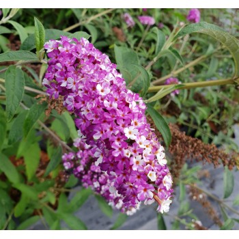 Budleja dāvida 'Berries and Cream'/Buddleja davidii/ - C3 kont.