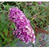 Budleja dāvida 'Berries and Cream'/Buddleja davidii/ - C3 kont.