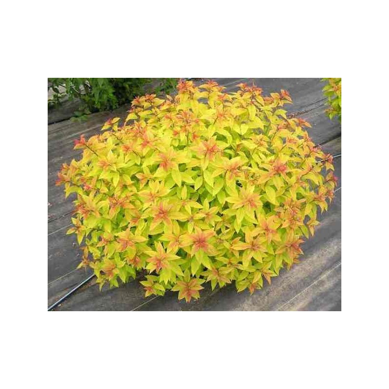 Japanas spireja ,,Goldflame,,- C2,5 kont
