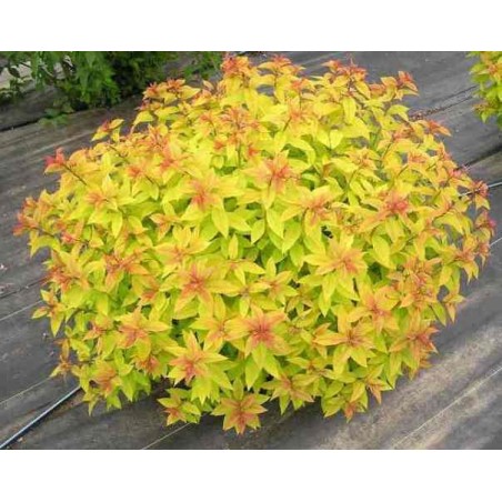 Japanas spireja ,,Goldflame,,- C2,5 kont