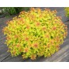 Japanas spireja ,,Goldflame,,- C2,5 kont