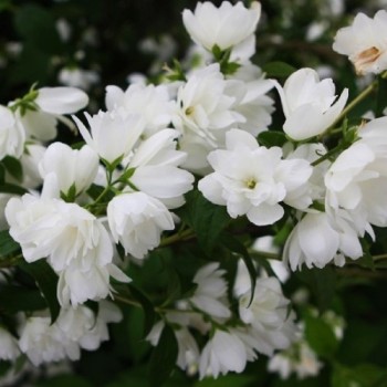 Filadelfs, parastais ,,Snowbelle,,/Philadelphus coronarius/- C2,5 kont.