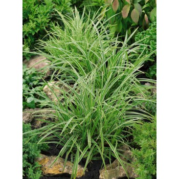 Grīslis, Morova 'Ice Dance'/Carex morrowii/, C3 kont.
