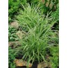 Grīslis, Morova 'Ice Dance'/Carex morrowii/, C3 kont.