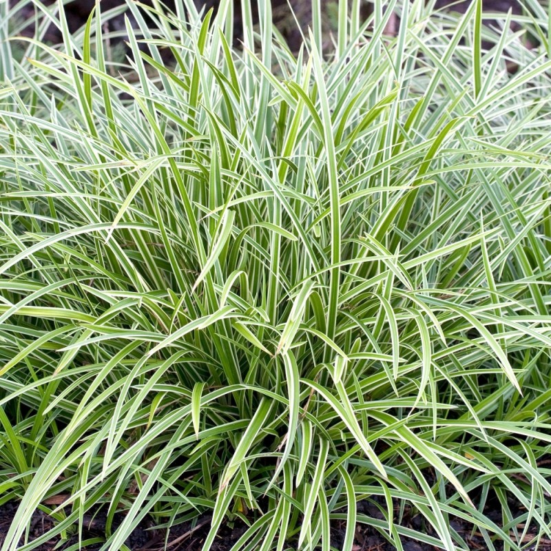 Grīslis, Morova 'Ice Dance'/Carex morrowii/, C3 kont.