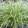 Grīslis, Morova 'Ice Dance'/Carex morrowii/, C3 kont.