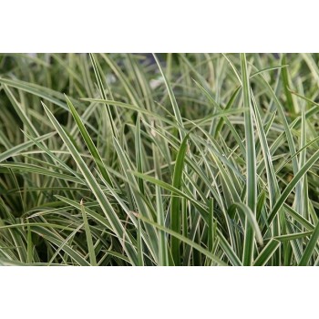 Grīslis, Morova 'Ice Dance'/Carex morrowii/, C3 kont.