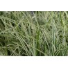 Grīslis, Morova 'Ice Dance'/Carex morrowii/, C3 kont.